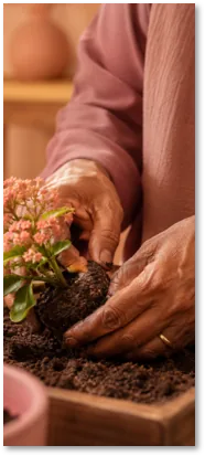 Hands settling a flowering plant into fresh soil